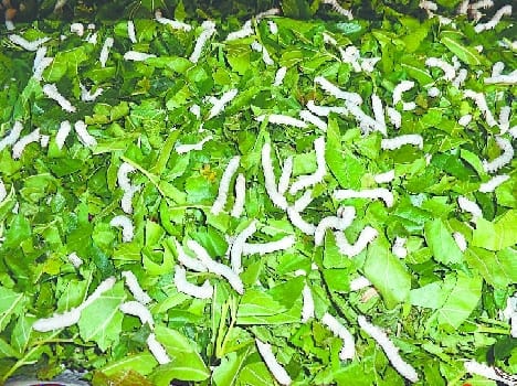 The scheme will boost sericulture